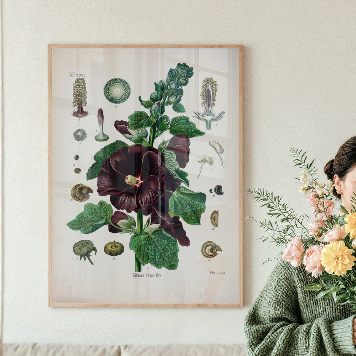 Dark Hollyhock Botanical Print | Vintage Botanical Illustration