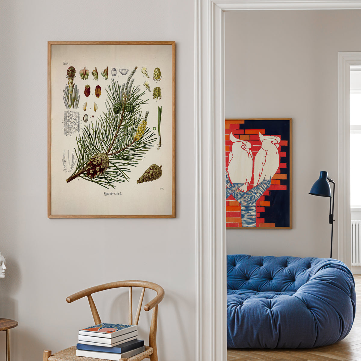 Scots Pine Botanical Print | Vintage Botanical Illustration