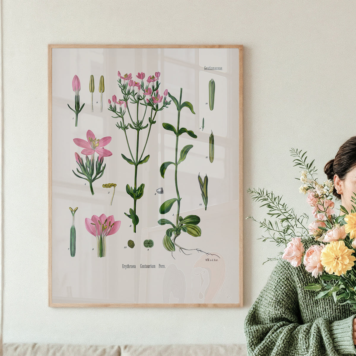 Pink Centaury Botanical Print | Vintage Botanical Illustration