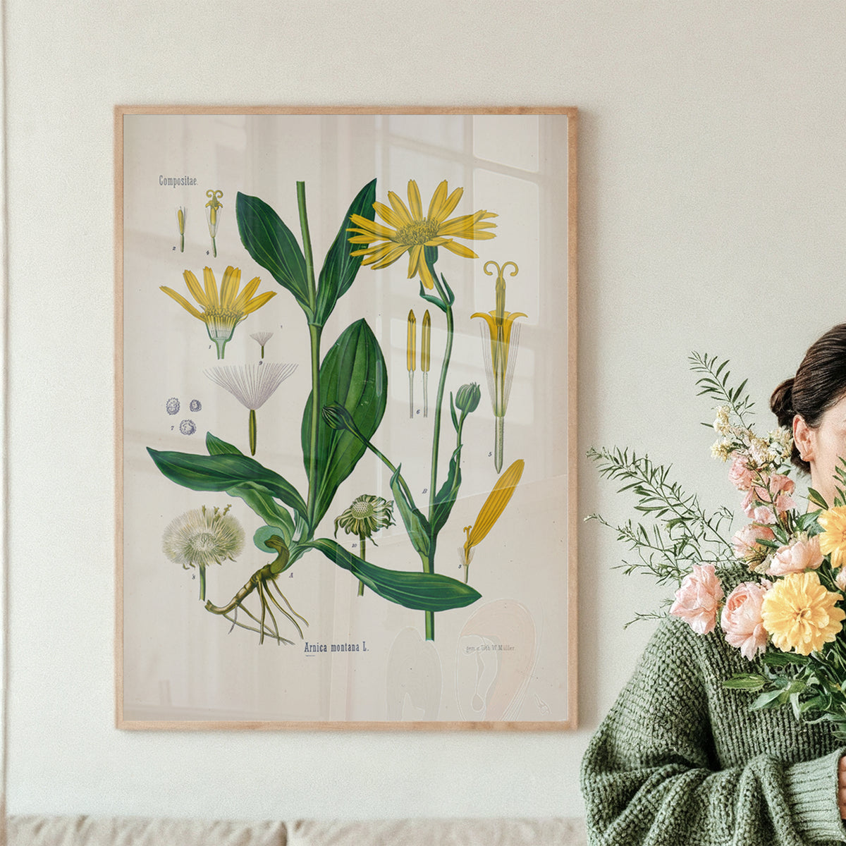 Yellow Arnica Botanical Print | Vintage Botanical Illustration